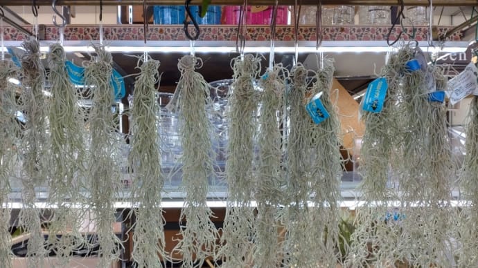 気になる植物がいる時は