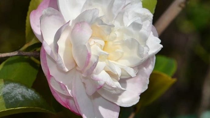 鉢植えのサザンカ(3) 「大和富士」