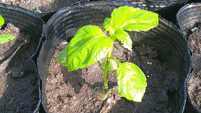 青紫蘇、植え替え
