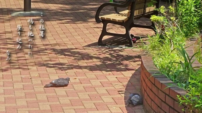 猛暑のハトさん