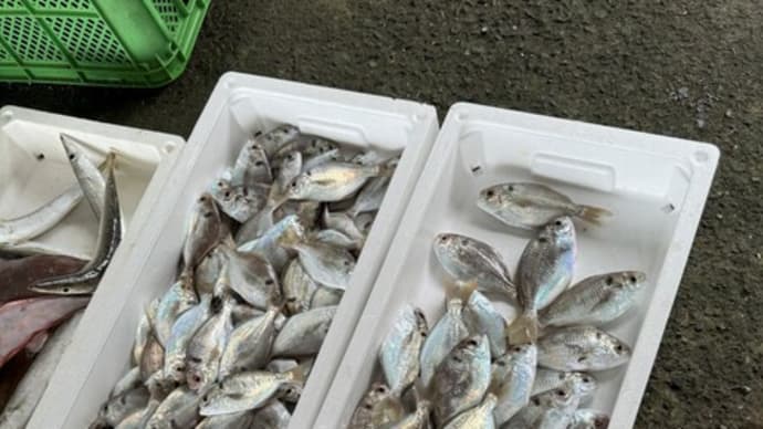 芦北町漁協にて 魚の鮮度の見方