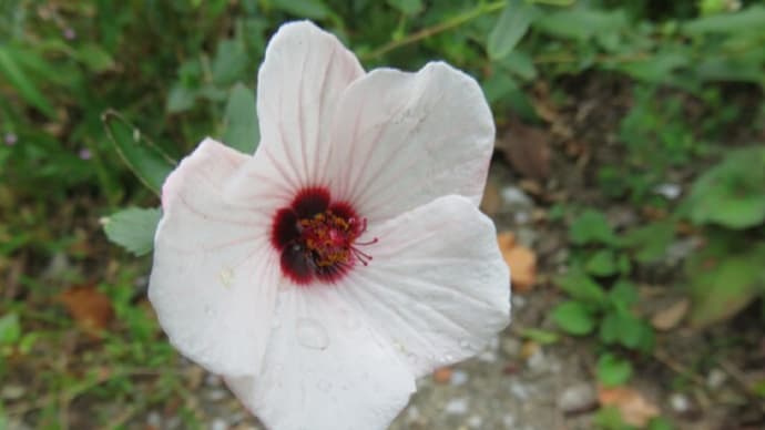 Pink pavonia