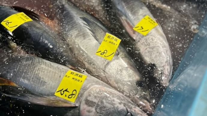 小田原魚市場は大漁のキハダマグロに沸いております!!