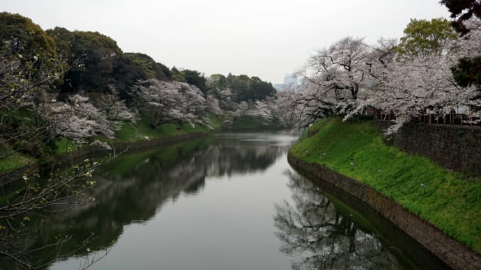 桜 2024 千鳥ヶ淵