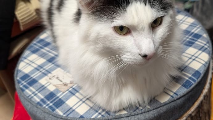 猫に所有権の主張をされる