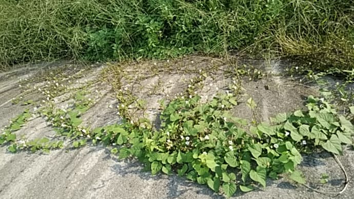 擁壁を上りくるくる豆朝顔(マメアサガオ)