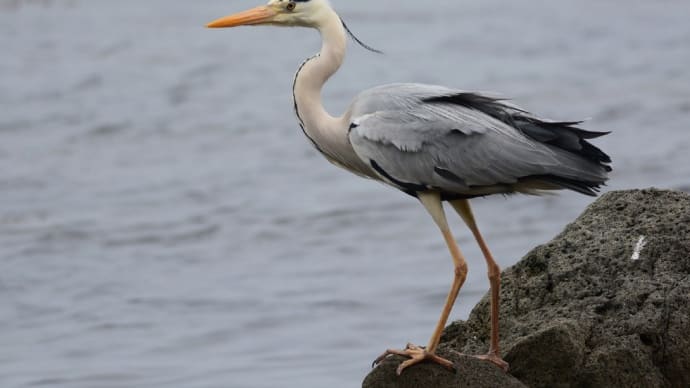 粟島の野鳥たち アオサギ