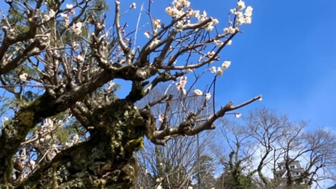 八幡城と梅の花