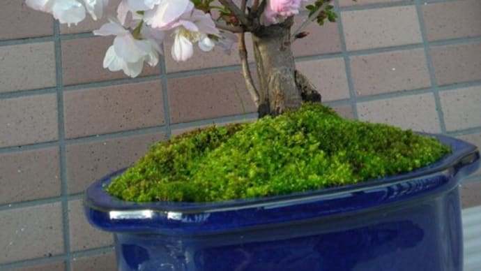 桜のミニ盆栽