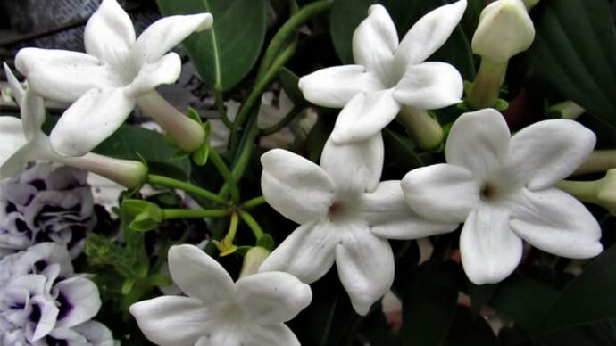 純白の花・マダガスカルジャスミン