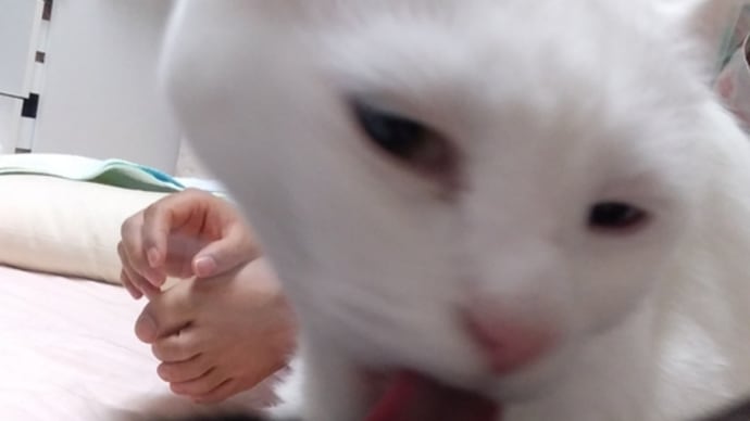 こうやってババァばかりが太る訳よ💨
