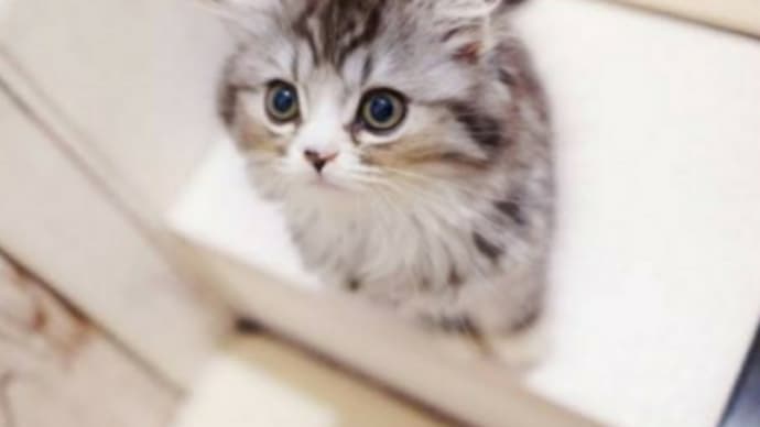 おはようございます❗🐈