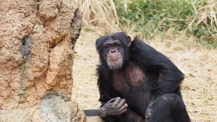 多摩動物公園6・チンパンジー