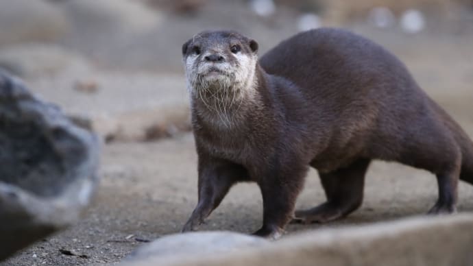 千葉市動物公園