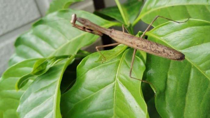 【カマキリ】