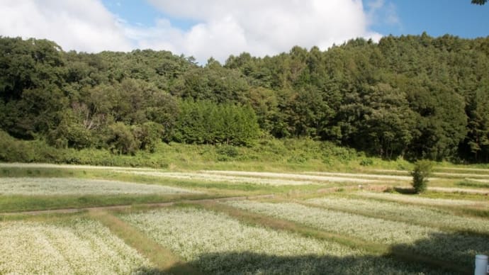 蕎麦畑~タマアジサイの移植