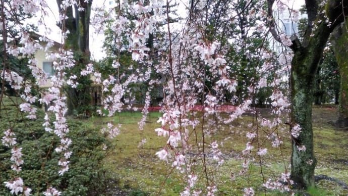 知事公館deお花見を!withかっぽフェスタ