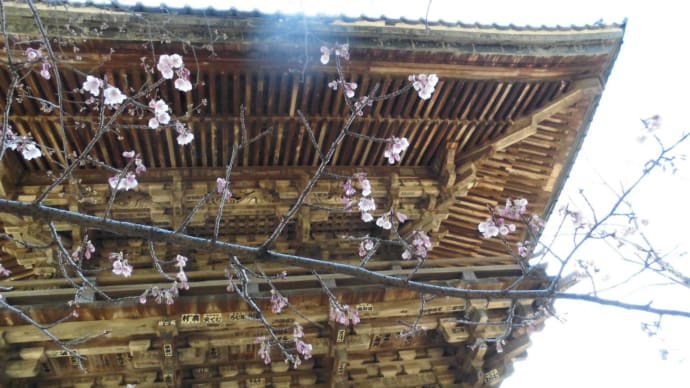 雨引観音の寒桜です。