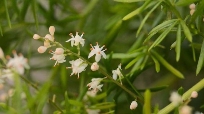 こちらは野菜ではなく観葉植物です