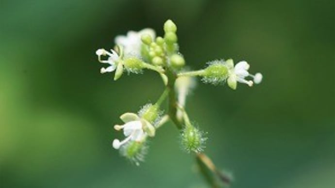 神代植物公園・植物多様性センターにて