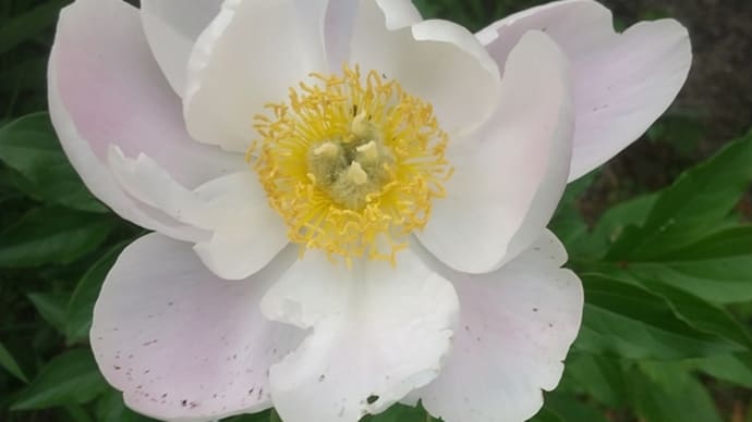 5月13日の花