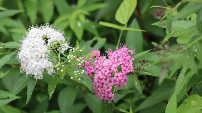 地味目の花と収穫と・・・そして♬