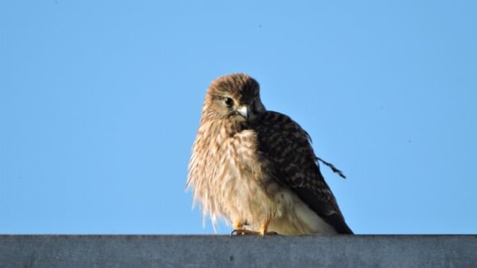 チョウゲンボウ♀ Falco tinnunculus :散策前の車中から