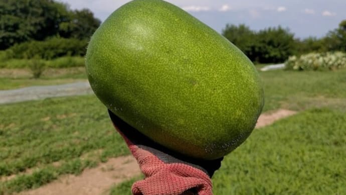 名和書店さん前ミニまるしぇ お野菜紹介8/13(土) 今シーズン最後です。