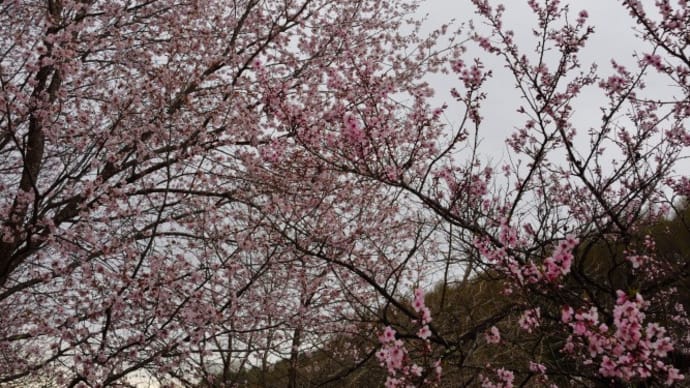 南佐久郡　桜前線外伝～山桃の花といろいろ撮影