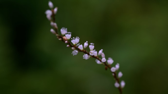 白花桜蓼