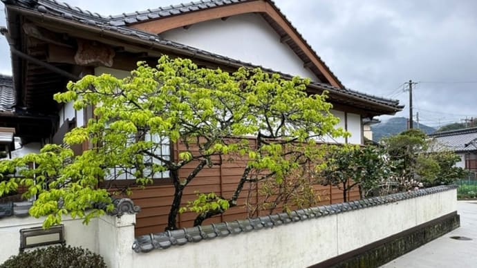緋寒桜が葉桜に 残花