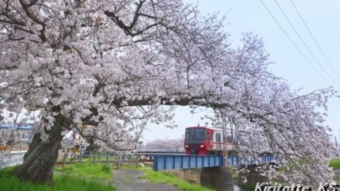 桜と名鉄電車、其の十