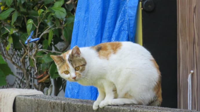 散歩で猫 #75