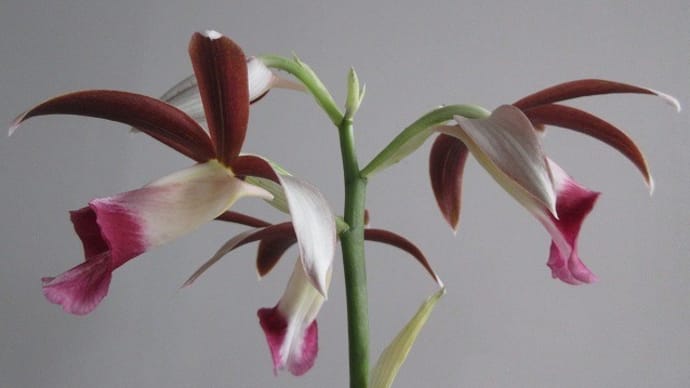 ファイウス・タンカービレ（原種）Phaius tankervilleae kakutyouran