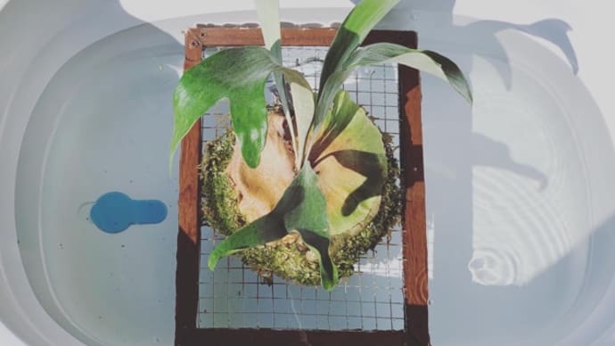 水遣りデー🌱✨