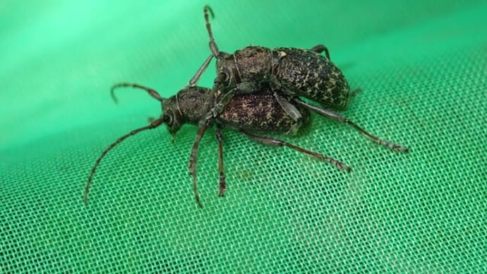 アカガネカミキリ