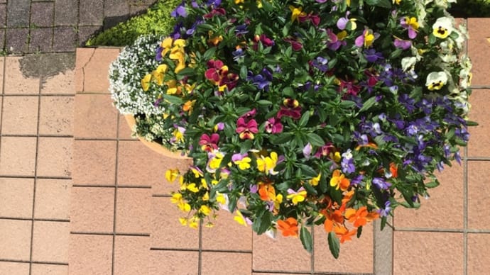花の手入れと苗植え