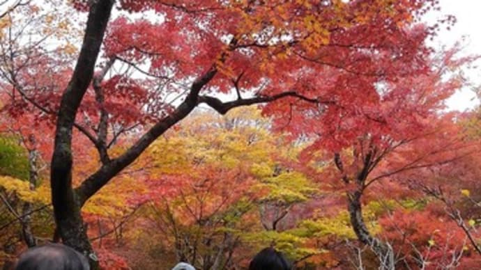 嵯峨野の紅葉&主菓子