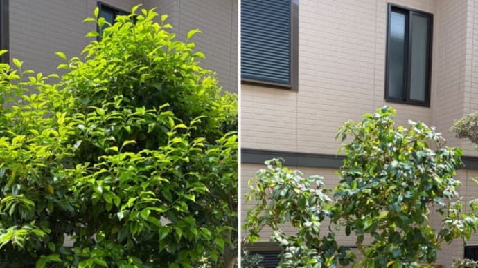 境界側に植えられた椿の木の枝がお隣へ伸び通気性も悪くなり害虫がつきやすくなる状態になった椿の木剪定作業