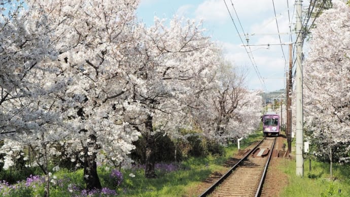 桜のトンネルをくぐって 京福・北野線を完乗!