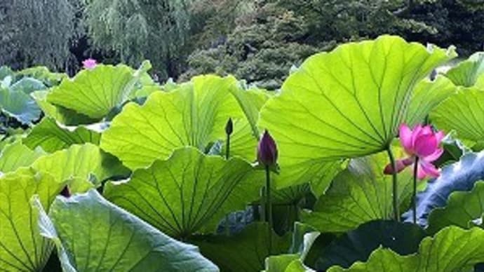 栗林公園のハス＠高松