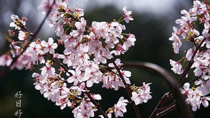 玉縄桜満開