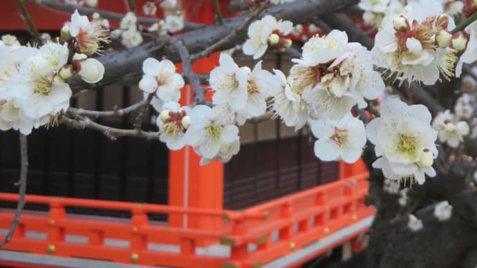 近く（新宿）に来て時間があれば立ち寄る花園神社！紅白の梅が印象的でしたね！