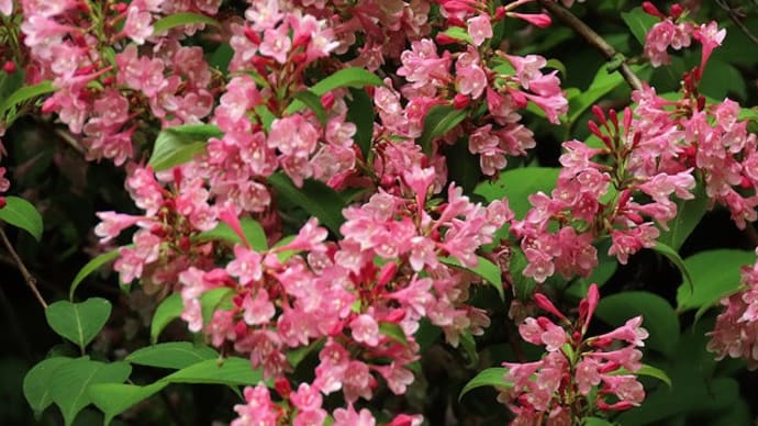 四王寺山の花 2