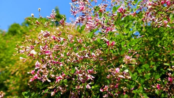 秋日和のフィールドで野の花散歩