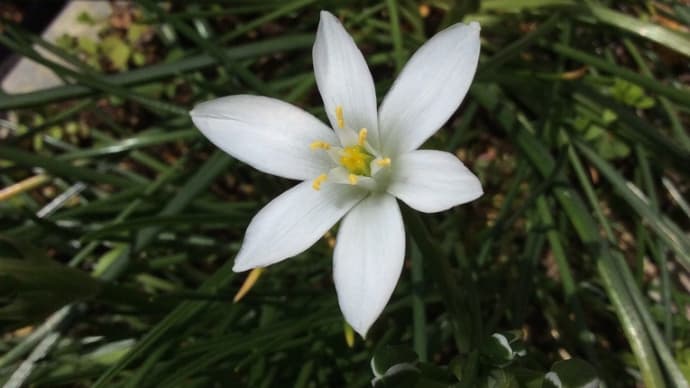 オーニソガラム 6花弁です