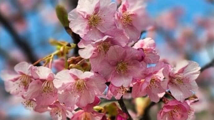 今年は桜が遅い
