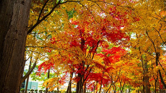 紅葉函館見晴公園