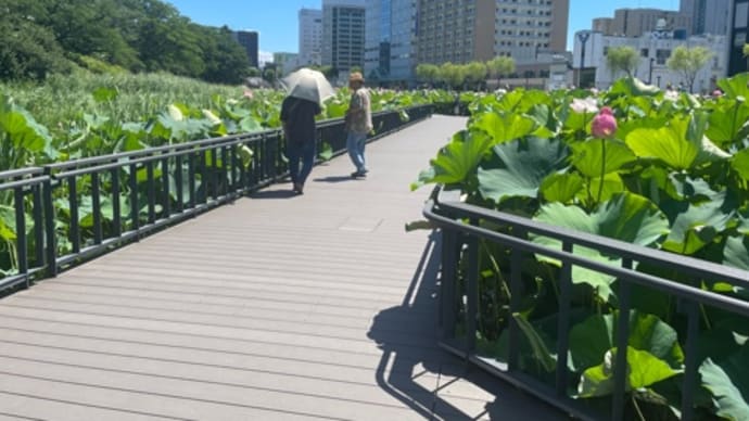 ハスの花の遊歩道