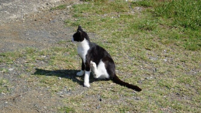 ウクライナ,チャリティーマッチっ!&キックバック,会計責任者と高額者を逮捕,細田元議長と安部元総理に押付け!?&猫島(相島,福岡へ,にゃんこ登場っ!港近く・&ホストにハマる女性はメンタル面も!?